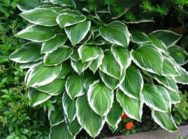 Хоста волнистая Альбомаргината/К 661908/744098