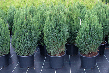 Можжевельник китайский Стрикта H-20-25 V-2 ltr