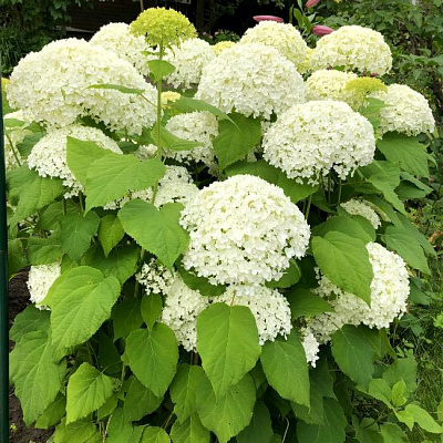 Гортензия древовидная Аннабель v3 Lav