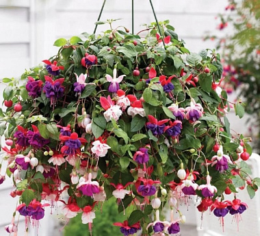 Фуксия смесь Кашпо 072050