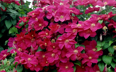 Клематис гибридный Рудж Кардинал D-11 H-40