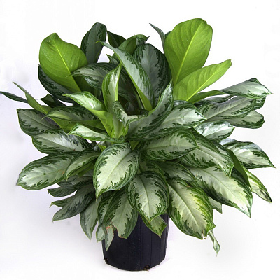 Аглаонема Сильвер Бэй в асс D-15 00-00003103