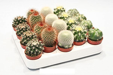 Кактус Микс шар D-5