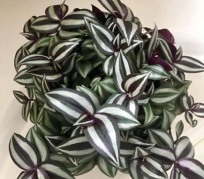 Традесканция Зебрина в ассортименте D-9