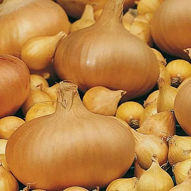 Лук-севок Штуттгартер Ризен 8/21 0,5 кг 