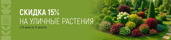 летняя скидка на уличные растения