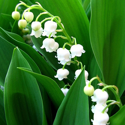 Ландыш майский белый I 3 шт 661049/743815