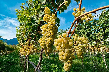 Виноград сорт Слава