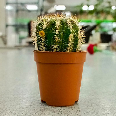 Кактус Микс Премиум D-5