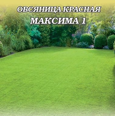 Овсяница красная Гавриш Максима 1 0,6 кг 1071861469