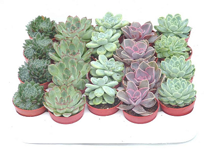 Эхеверия микс D-9