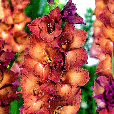 Гладиолус крупноцветковый Индиан Саммер 12/14 7