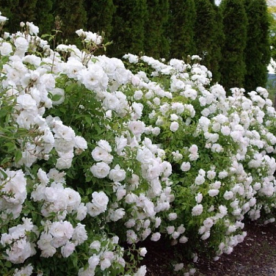 Роза почвопокровная Вайт Фэйри/ЦКор 751847