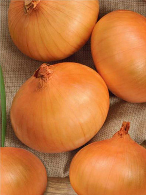 Лук-севок Штуттгартер Ризен 0,5 кг 769082