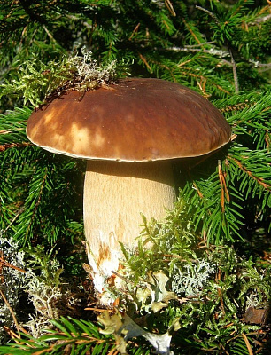 Гриб белый 60 мл 160994