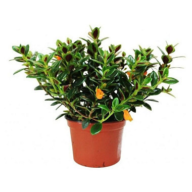 Нематантус D9 700694