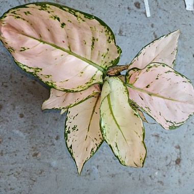 Аглаонема Пинк Эйлин D-12