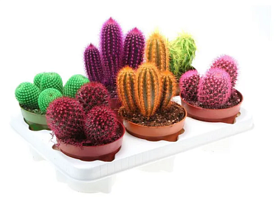 Кактус Микс Окрашенный D5,5 H8