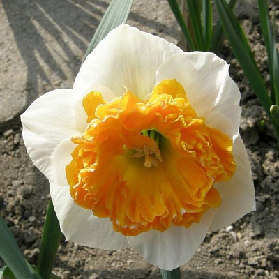 Нарцисс Крупнокорончатый Амадей Моцарт 12/14 3 шт 845280