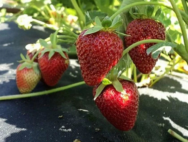 Земляника садовая Альбион/Капер 3 шт 678351