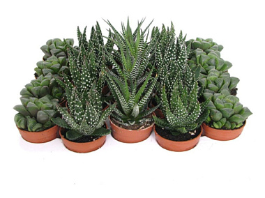 Хавортия микс D-5