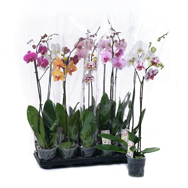 Фаленопсис Микс ст D-9 H-45