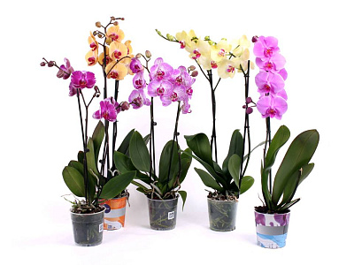 Орхидея Фаленопсис микс 2 ст D-12 H-55