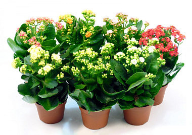 Каланхое Каландива микс в новогодней упаковке комп D-9