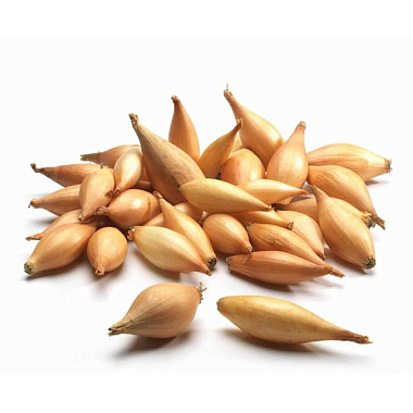 Лук-севок Олина 8/21 0,5 кг