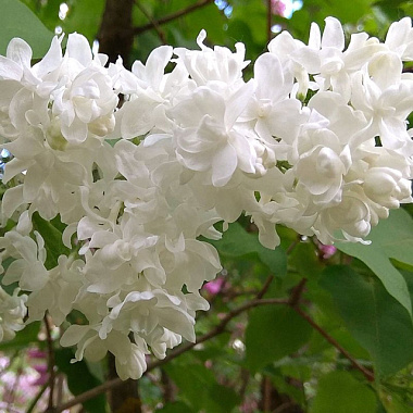 Сирень обыкновенная Советская Арктика/ЦКор