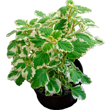 Плектрантус D9