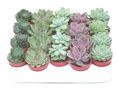 Эхеверия микс D-9