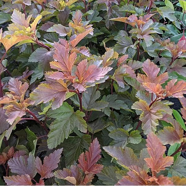 Пузыреплодник калинолистный Мэджик Болл/ЦКорЛюкс