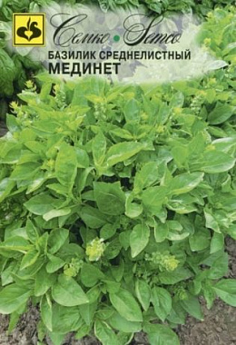 Базилик Семко Мединет