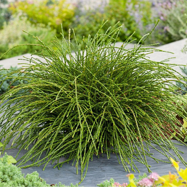 Туя складчатая Випкорд v2 Lav