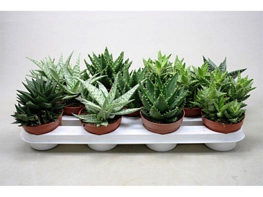 Алоэ Микс D-7