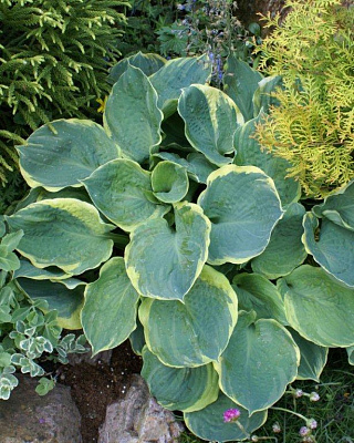 Хоста гибридная Пиззазз/К 744171