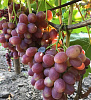 Виноград сорт Подарок Никополю