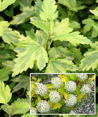 Пузыреплодник калинолистный Энис Голд/ЦКорЛюкс