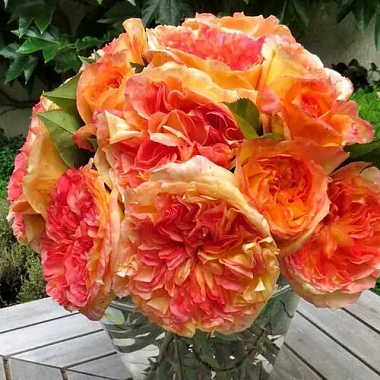 Роза Анри Дельбар