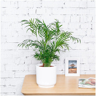 Хамедорея Элеганс D-17 H-50