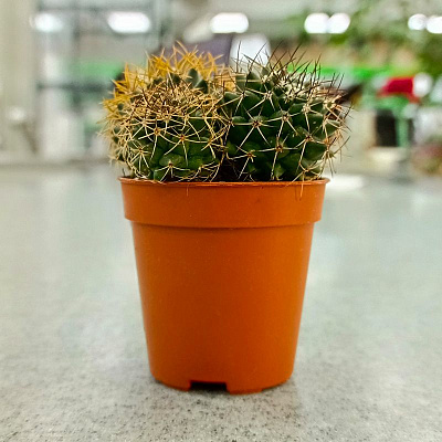 Кактус Микс Премиум D-5