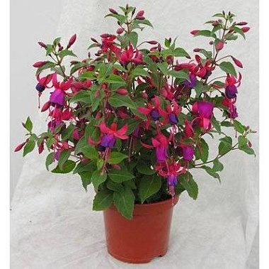 Фуксия микс D11 H20 АК