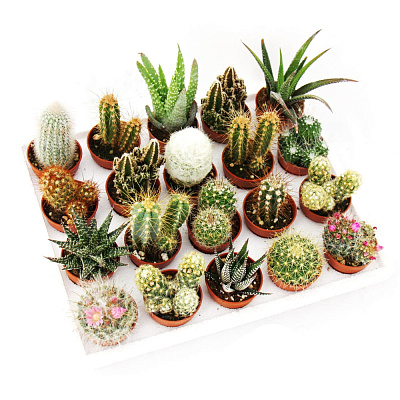 Кактус+Суккулент Микс пал. D-5