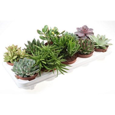 Суккулент микс D-6 H-10